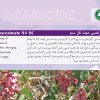 فن پيروكسی ميت - تصویر 2