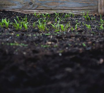 soil