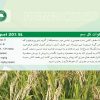 پاراكوات - تصویر 3