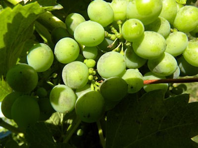 انگور 3