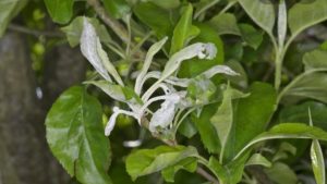 سفیدک پودری سیب 1