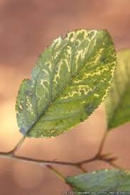 میوه1