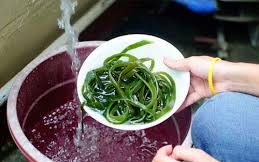 کود مایع جلبک دریایی1