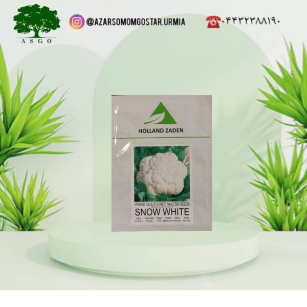گل کلم اِسنو وایت