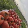 گوجه فرنگی هیبرید آرتا - تصویر 2